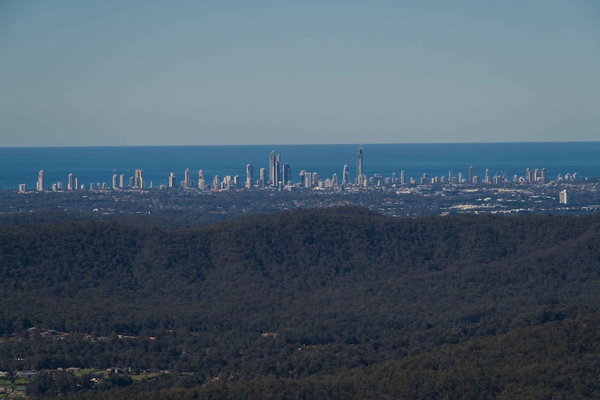 Picture 4 for Activity Gold Coast: Mt Tamborine Kangaroo & Koala Day Tour