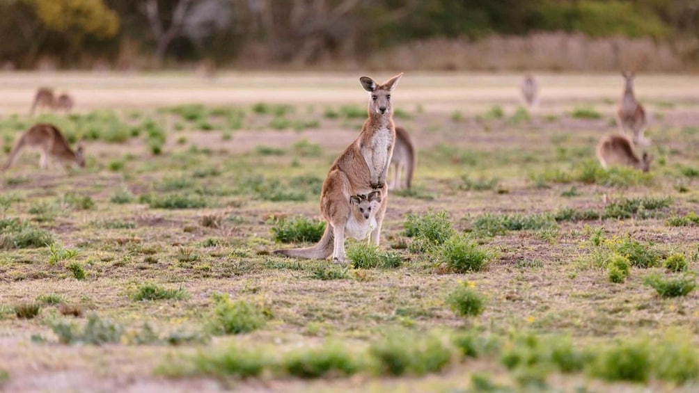 Gold Coast: Mount Tamborine Kangaroo and Koala Day Tour