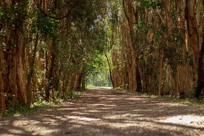 Goudkust: Mount Tamborine kangoeroe- en koaladagtocht