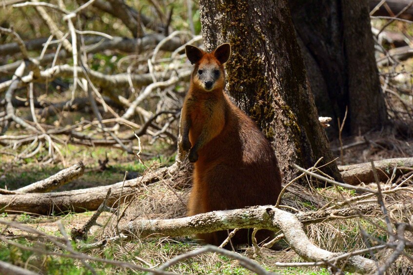 Picture 3 for Activity Gold Coast Hinterland Kangaroo & Mountain Views Day Tour