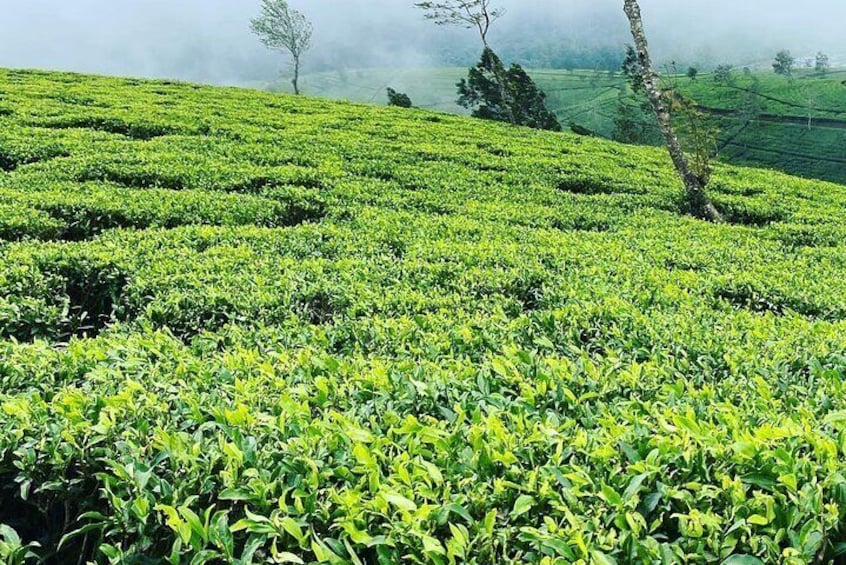 Tea plantation 