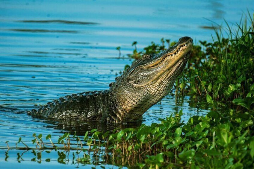 Everglade Wildlife and Airboat Tour from Miami Beach