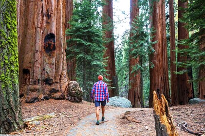 Excursión de un día a Alcatraz con acuario y bosque de Muir con recorrido v...