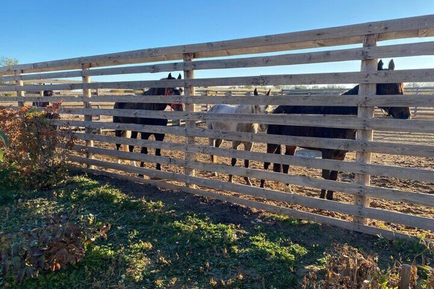 3-Day Horseback Adventure Through a Scenic Village Escape