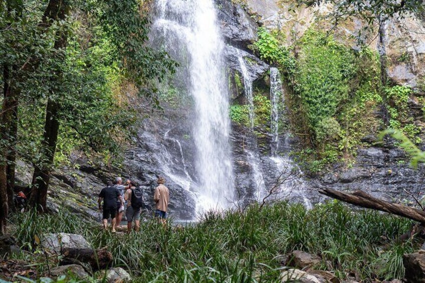 Daintree Sensations 