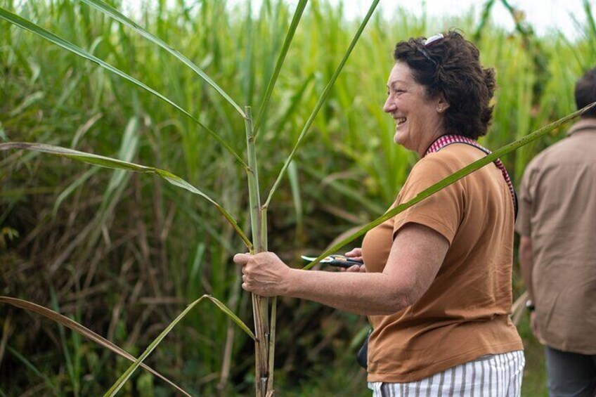 Daintree Sensations 