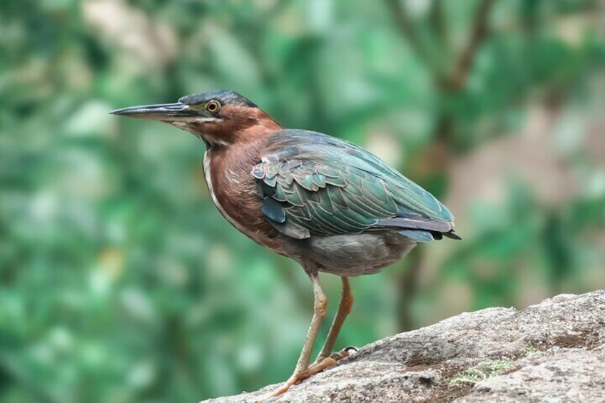 Green Heron