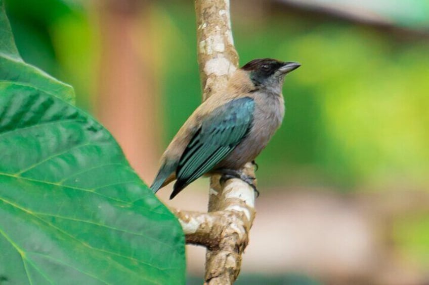 Lesser Antillean Tanager