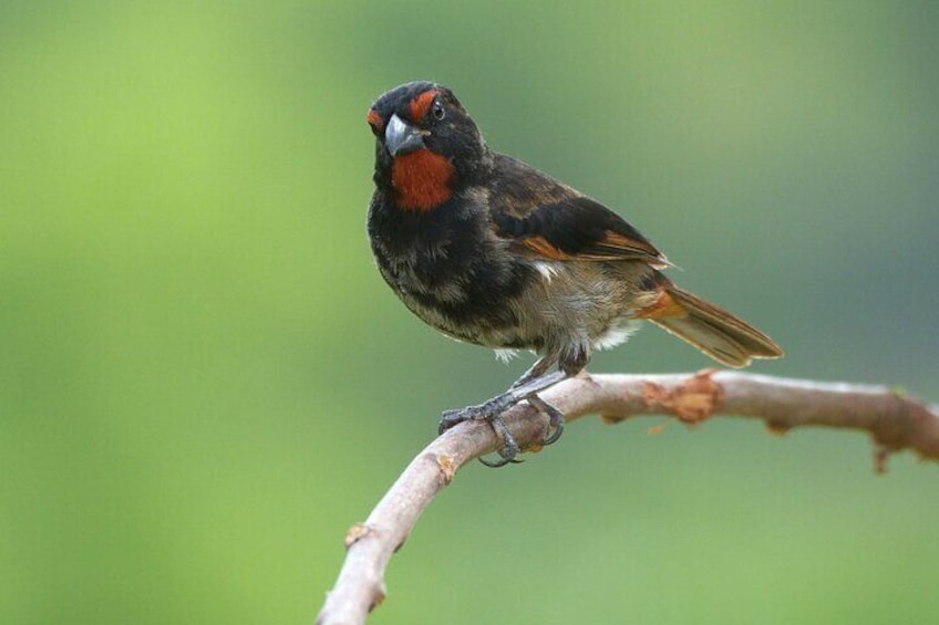 Lesser Antillean Bullfinch