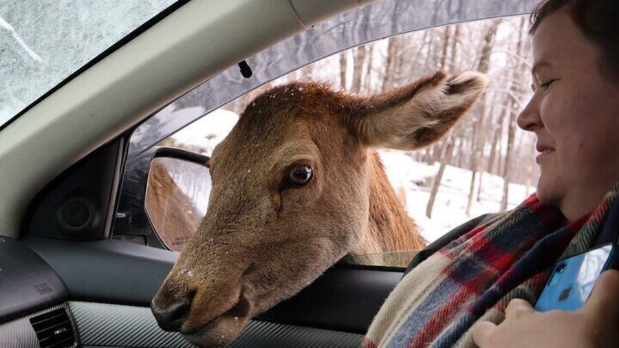 Montreal: Omega Park Canadian Wildlife Safari Adventure