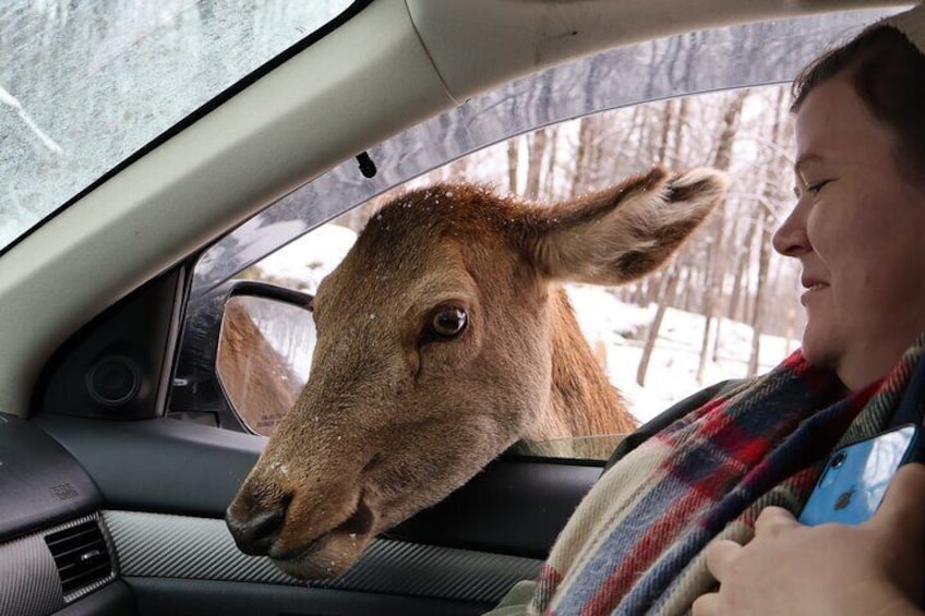 Omega Park: Canadian Wildlife Safari Adventure