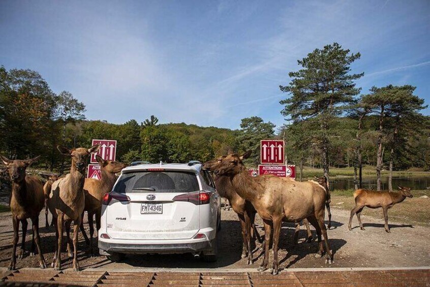 Omega Park: Canadian Wildlife Safari Adventure