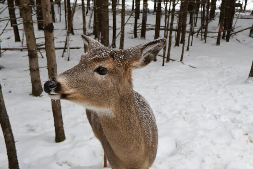 Omega Park: Canadian Wildlife Safari Adventure