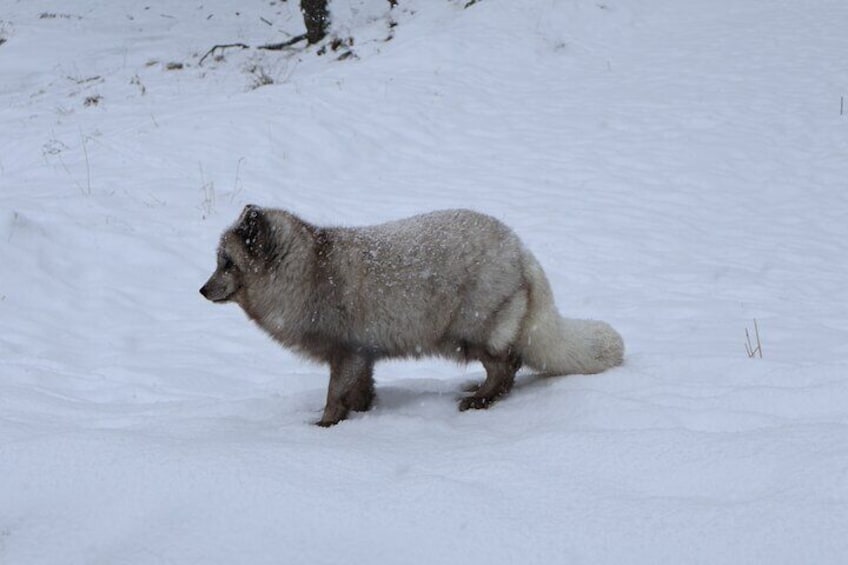 Omega Park: Canadian Wildlife Safari Adventure