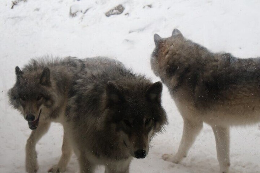 Omega Park: Canadian Wildlife Safari Adventure