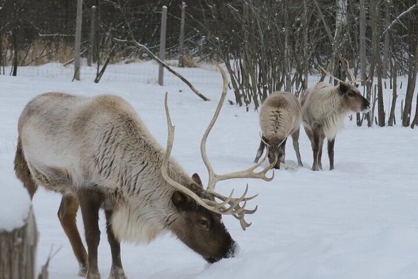 Omega Park: Canadian Wildlife Safari Adventure