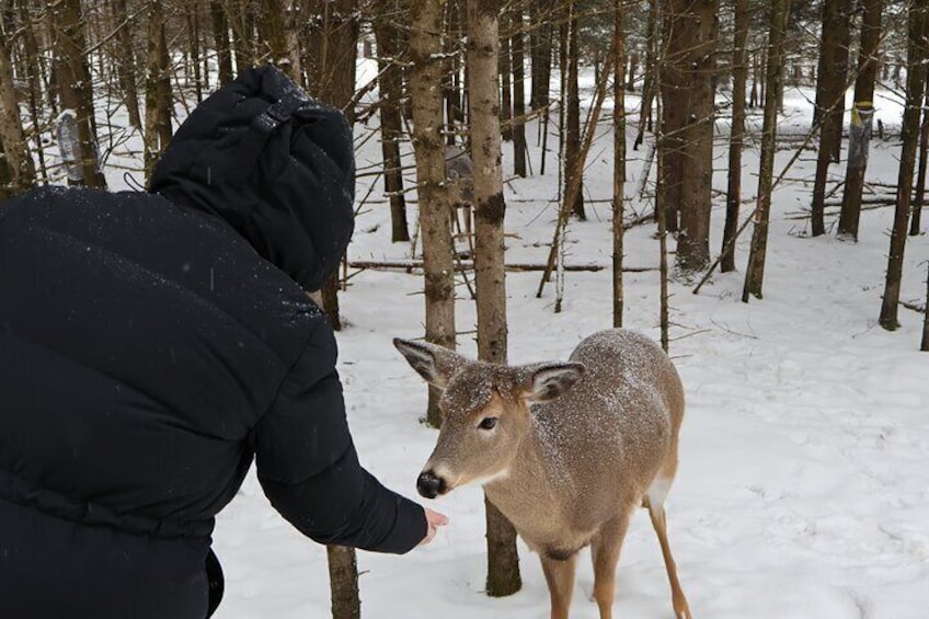 Omega Park: Canadian Wildlife Safari Adventure