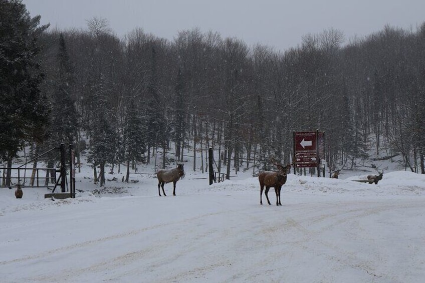 Omega Park: Canadian Wildlife Safari Adventure