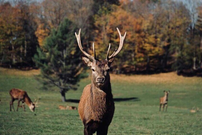 Omega Park: Canadian Wildlife Safari Adventure