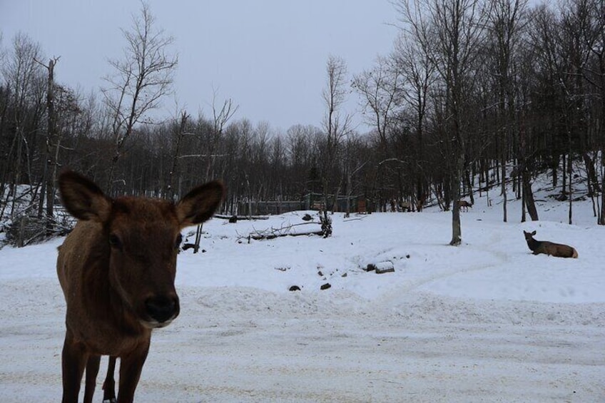 Omega Park: Canadian Wildlife Safari Adventure