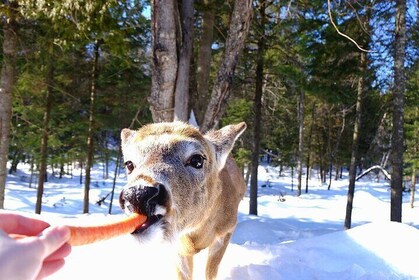 Omega Park: Canadian Wildlife Safari Adventure