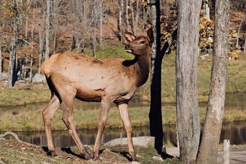 Omega Park: Canadian Wildlife Safari Adventure