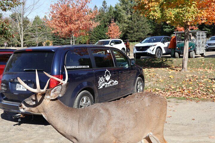 Montreal: Omega Park Canadian Wildlife Safari Adventure