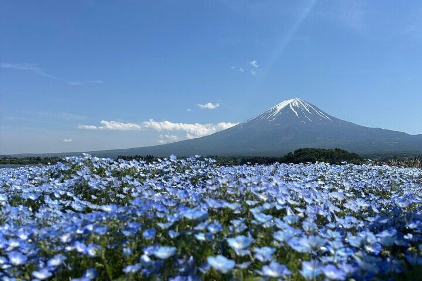 Mt Fuji Private Tour