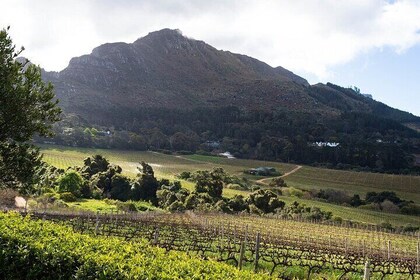 Private Full Day City and Winelands Tour