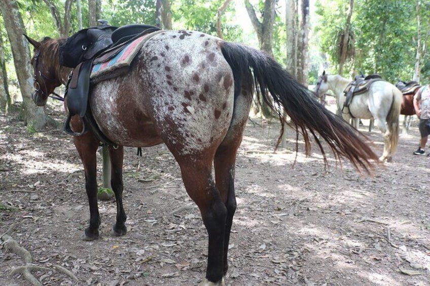 Horseback Riding and Waterfall Tour from San Ignacio