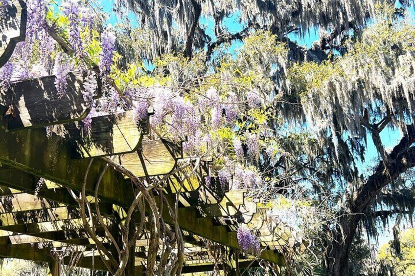 Flora at Magnolia Plantation