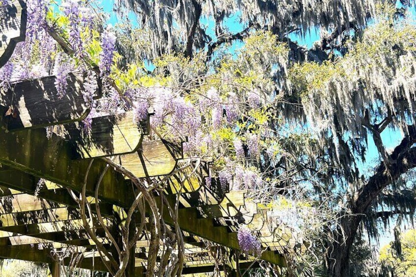 Flora at Magnolia Plantation