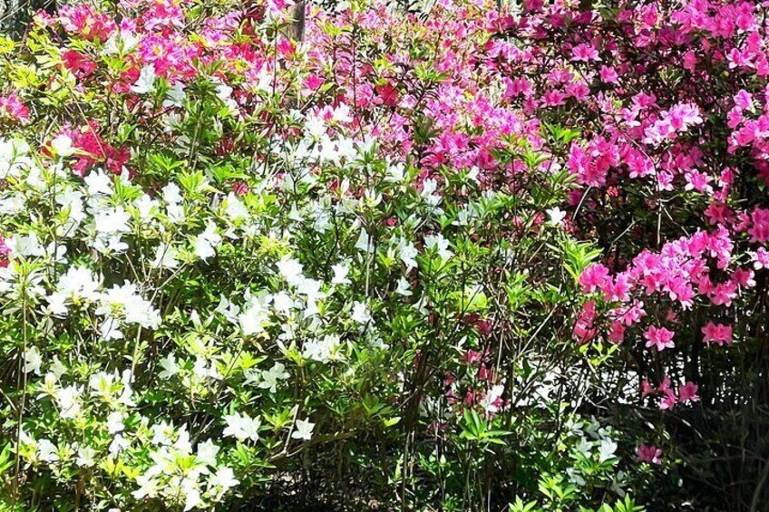 Azalea flowers at Magnolia Plantation 