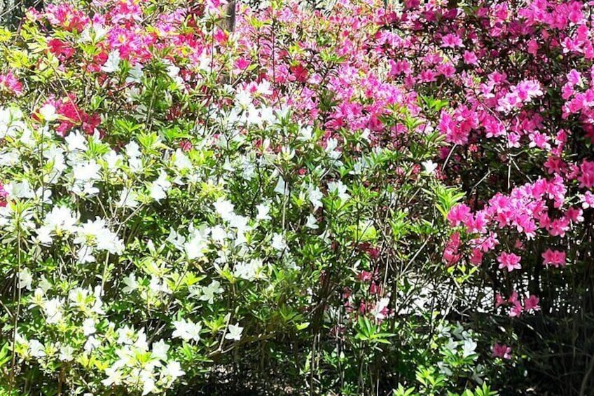 Azalea flowers at Magnolia Plantation