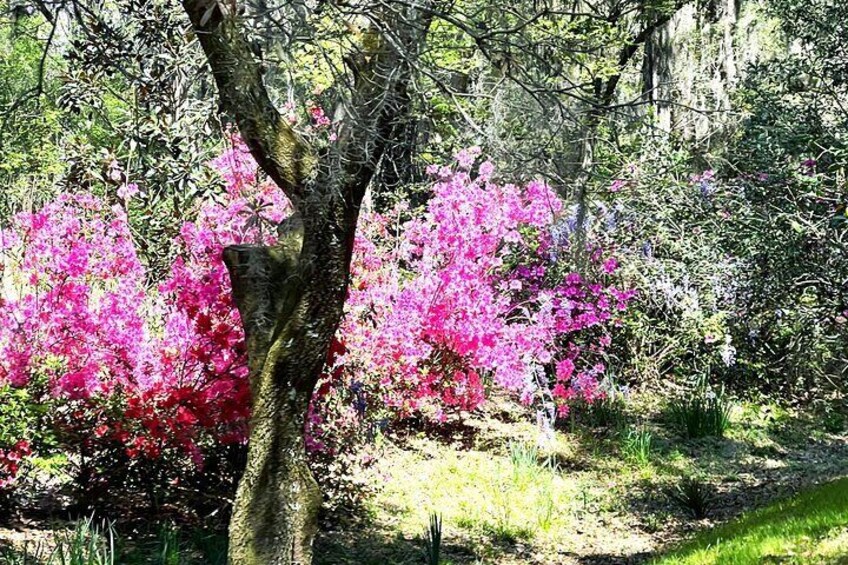 Azaleas!