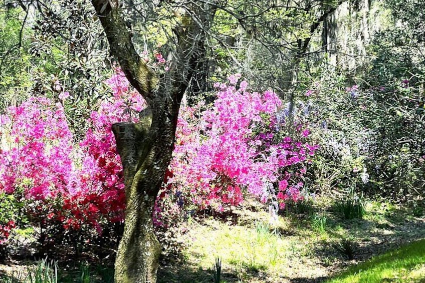 Azaleas!