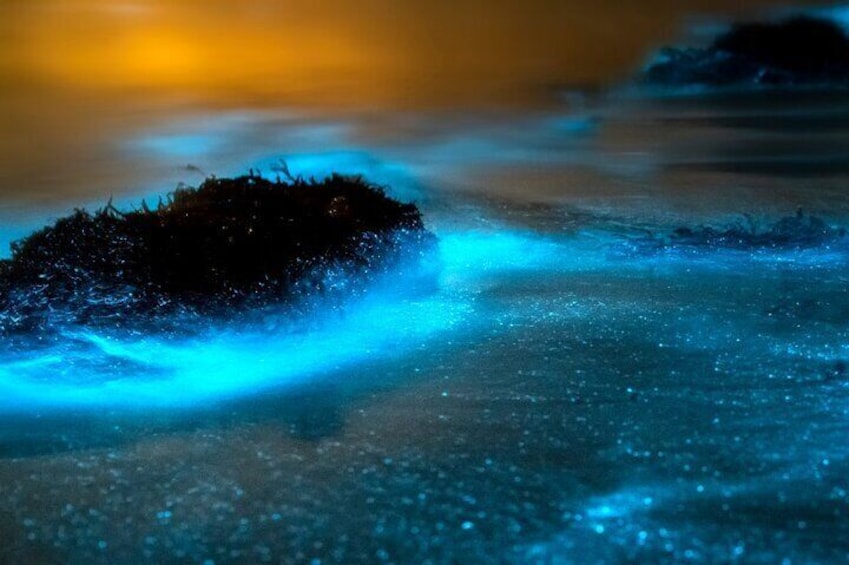 Grand Cayman Bioluminescence Adventure