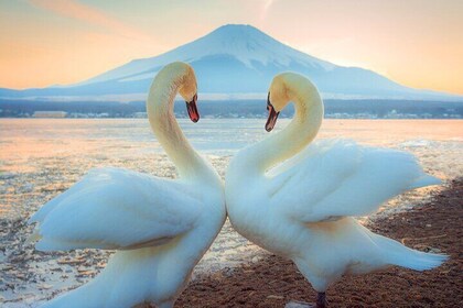 富士山、温泉、河口湖和山中全日游