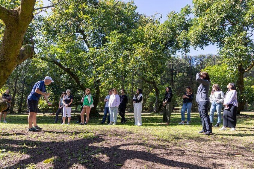 Katikati Gourmet Avocado Tasting