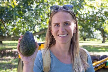 Katikati Gourmet Avocado Tasting