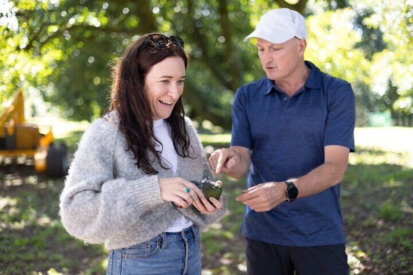 Katikati Gourmet Avocado Tasting