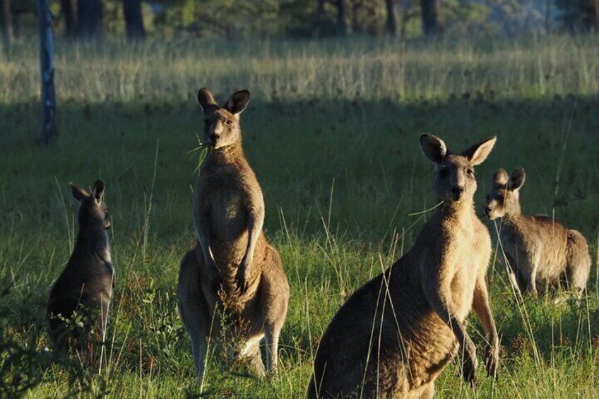 Sydney Wildlife Safari