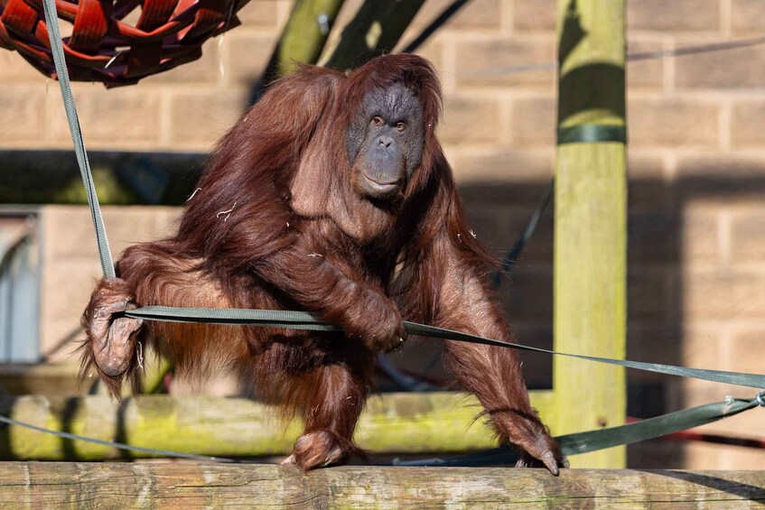Picture 2 for Activity Leicestershire: Twycross Zoo Entry Ticket