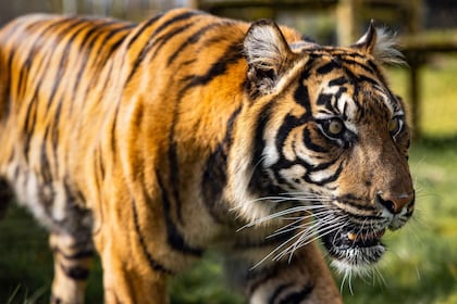 Leicestershire: Twycross Zoo Entry Ticket