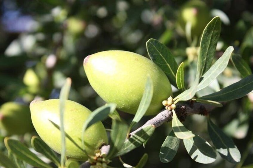 Explanations on the argan tree