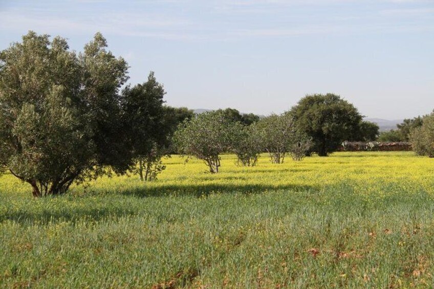 Argan forest walk in the middle of the villages