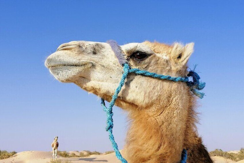 3 days in the desert on the back of a dromedary