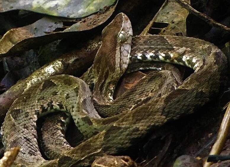 Picture 1 for Activity Manuel Antonio: Wildlife and Beach Tour in National Park