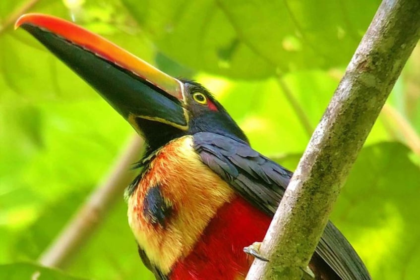 Picture 5 for Activity Manuel Antonio: Wildlife and Beach Tour in National Park