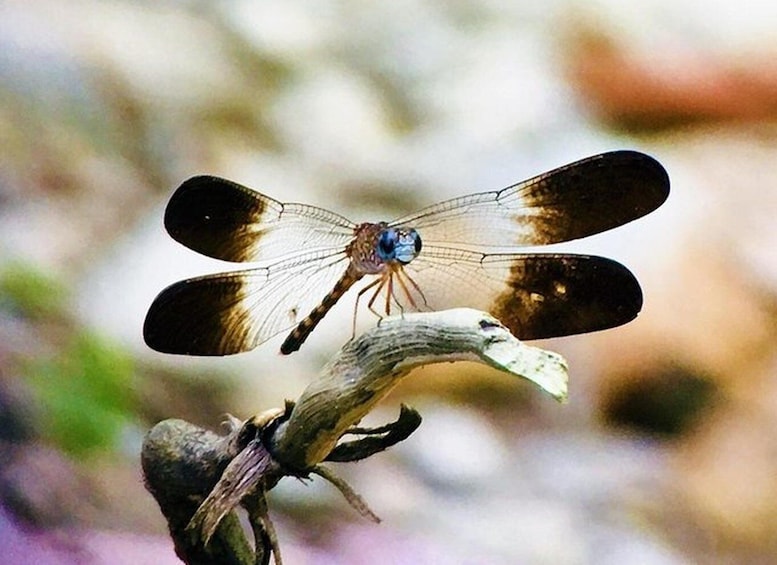 Picture 12 for Activity Manuel Antonio: Wildlife and Beach Tour in National Park